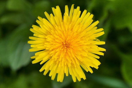 Yellow dandelion flower, photographed in close-up on a background of grassの写真素材