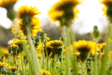 Yellow dandelion flowers on stalks, close-up shotの写真素材