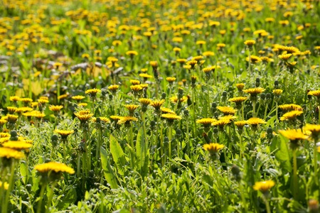 Meadow of blooming dandelions on a sunny dayの写真素材