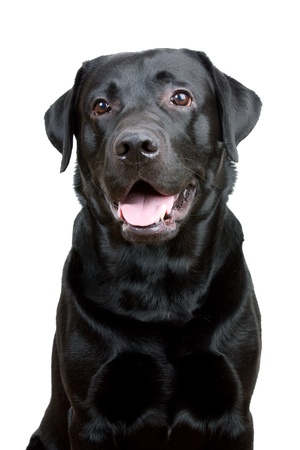 Black Labrador Retriever with open mouth on a white backgroundの写真素材