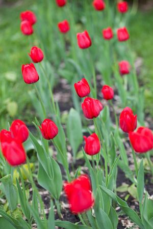 Red tulips growing in the garden flowerbedの写真素材