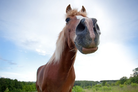 Curious brown horse stretched out his neckの写真素材