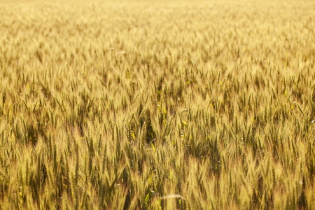 Field of corn in the summer afternoon eveningの写真素材