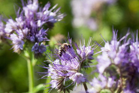 Bee sitting on a meadow flower and pollinates it