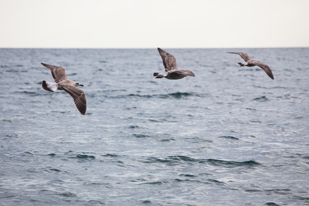 Flock of three seagulls flying above the seaの写真素材