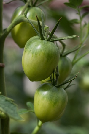 Bunch of green tomatoes on a branchの写真素材