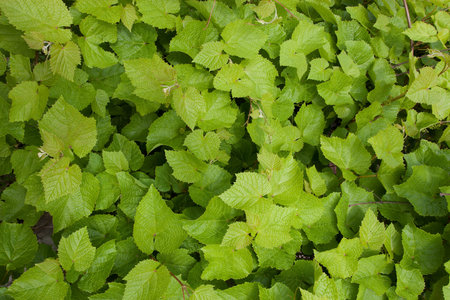 Lush fresh green foliage on a bush