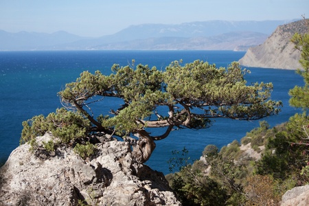 Branched evergreen tree grows at high altitude on the rockの写真素材