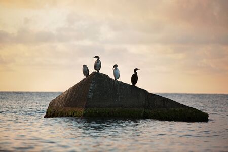 Sea birds are sitting on a rock in the middle of the seaの写真素材