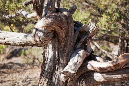 Curved, in the cracks of the dried tree trunkの写真素材