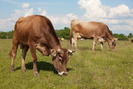 Two cows walk through a meadow and eat grassの写真素材