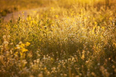 Flower meadow in the rays of the evening sun