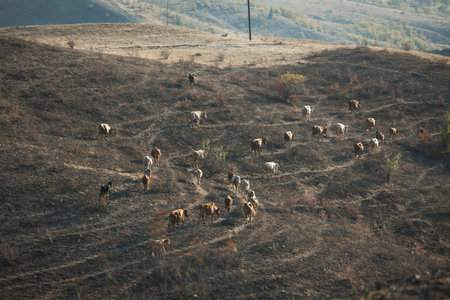 Herd of cows grazing in a valley among the mountainsの写真素材