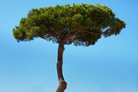 High conifer with green foliage on a blue sky