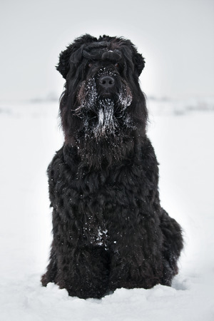 Large adult black terrier with muzzle in the snowの写真素材