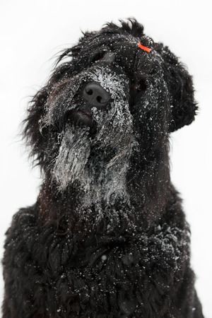 Big black terrier with muzzle in the snowの写真素材