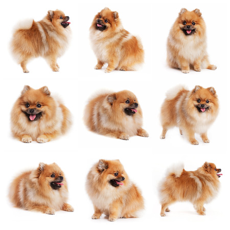 Red spitz in different poses on white backgroundの写真素材