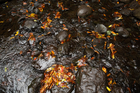 Yellow and red autumn leaves in the current stream