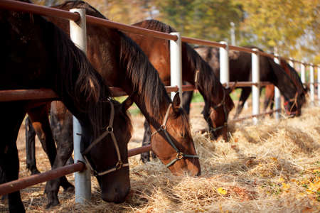 Several horses in the paddock and bent over eating dry grassの写真素材