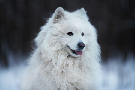 Shaggy white dog sitting on the snowの写真素材