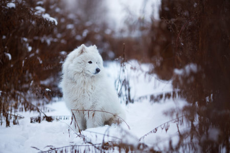 Large white shaggy dog sitting on the snowの写真素材