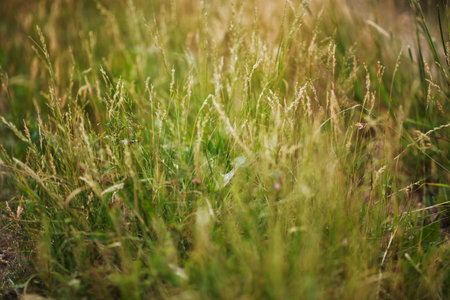 Fragment of summer meadow with green grassの写真素材