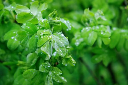 Fresh green leaves with drops of spring rainの写真素材