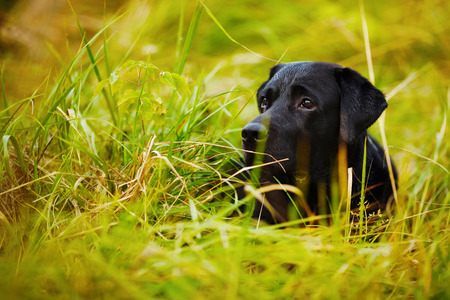 Black Labrador hiding in the green grassの写真素材