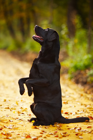 Black labrador sitting on its hind legsの写真素材