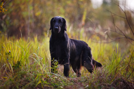 Adult black retriever stands among autumn grass