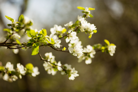 Branch of blossoming apple tree in the orchardの写真素材