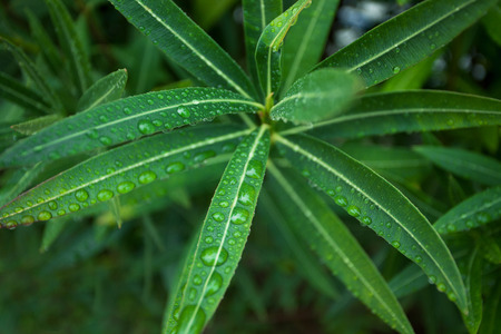 Green leaves of a plant with water drops on themの写真素材