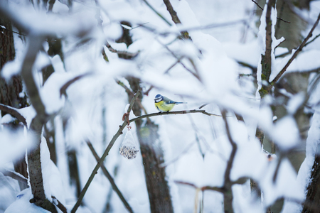 Bird sits on a tree branch in winterの写真素材