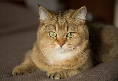 Red pedigreed cat lying on the bed at homeの写真素材