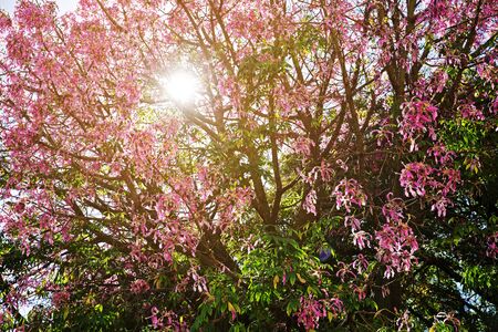 Tree with foliage and blooming pink flowersの写真素材