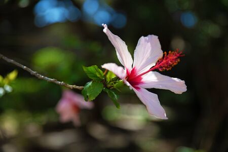 Pink flower with large petals on a branchの写真素材