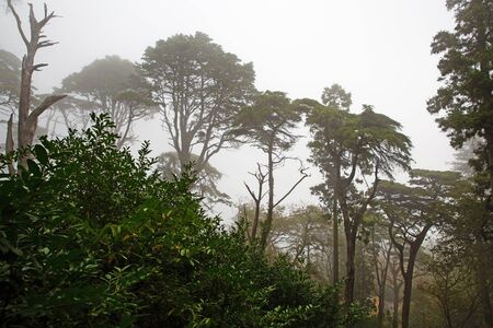 Landscape with large branchy trees in the fogの写真素材