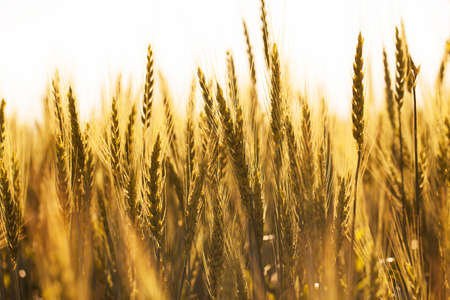 Many ears of ripe wheat on a summer eveningの写真素材