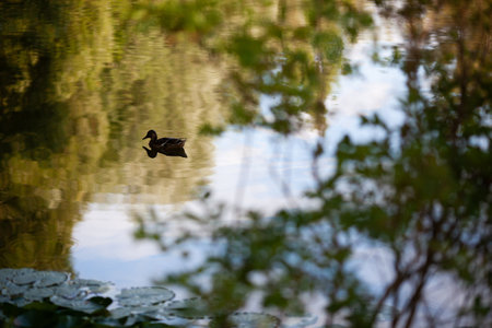 Small brown duck swims in the lake in the parkの写真素材