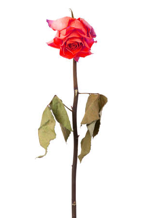 Dried red rose on a white backgroundの写真素材