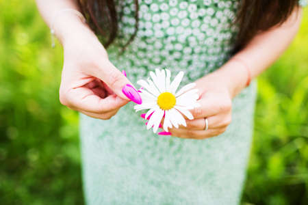 Field chamomile in the hands of a young womanの写真素材