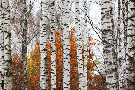 White trunks of birches and red foliage in the autumn forestの写真素材