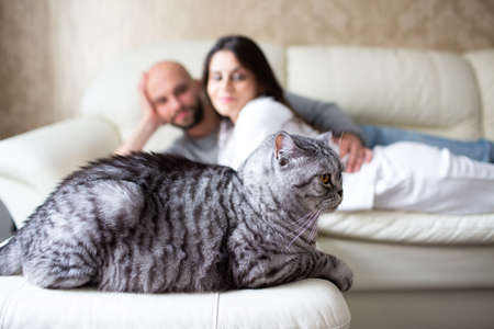 Cat lies in the foreground. In the background we see a young man and womanの写真素材