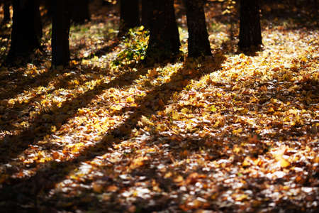 Ground is strewn with yellow maple leaves on an autumn sunny dayの写真素材