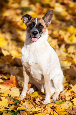 Light beige dog sits on yellow autumn leavesの写真素材