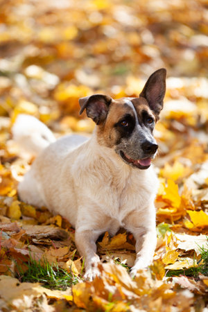 Light beige dog with a black muzzle lies on yellow maple leavesの写真素材