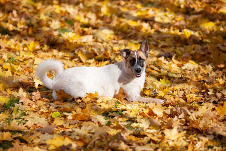 Light beige dog lies on yellow autumn maple leavesの写真素材