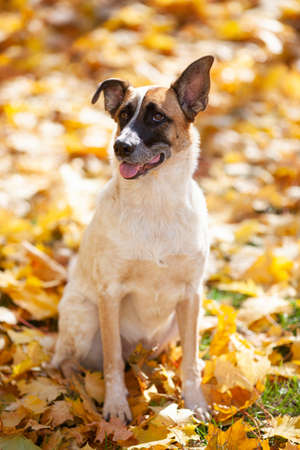 Light beige dog with a black muzzle sits on yellow maple leaves on a sunny dayの写真素材