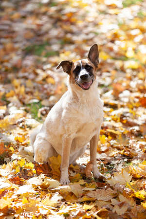 Light beige dog with a black muzzle sits on yellow maple leavesの写真素材