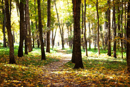 Trunks of trees in autumn forest on a sunny dayの写真素材